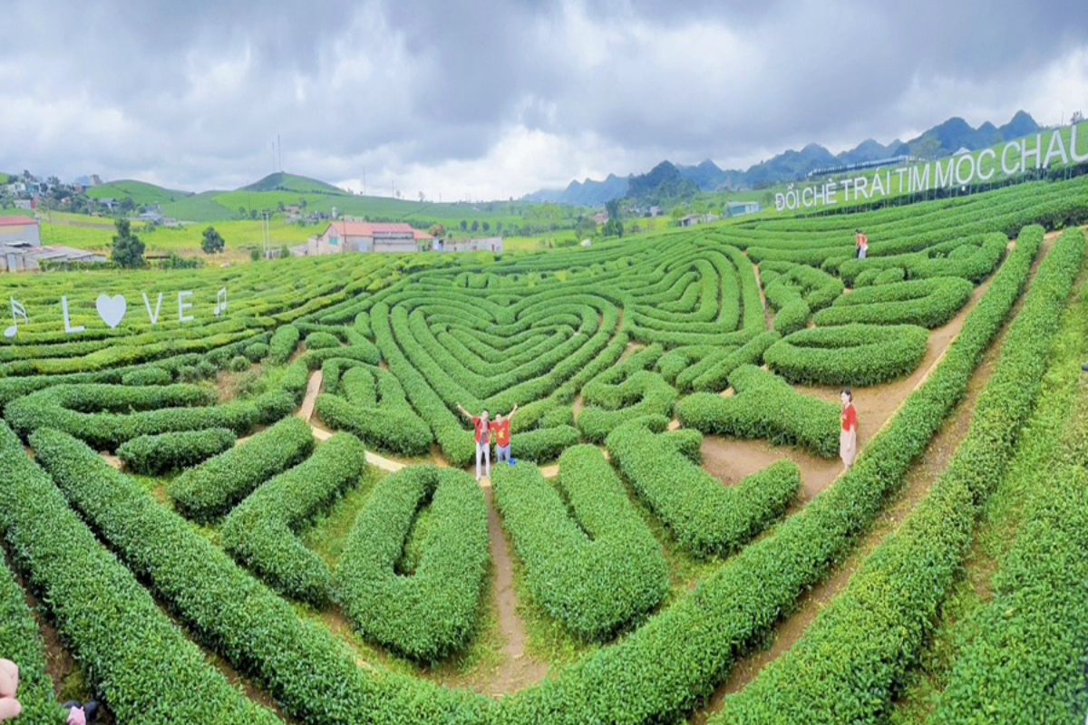 Heart-shaped tea hill in Moc Chau with green landscapes